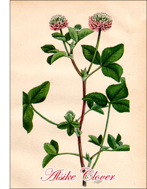 Alsike Clover seed