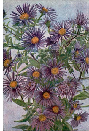 Aster flower