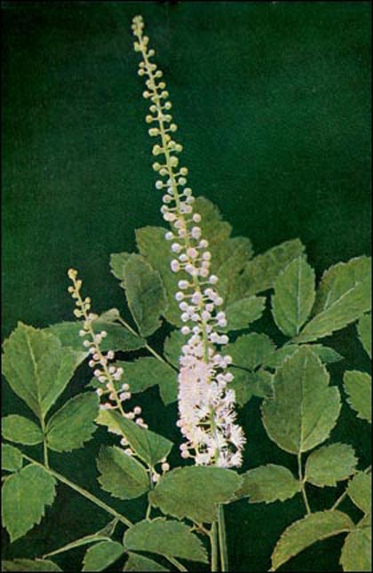 Black Cohosh picture