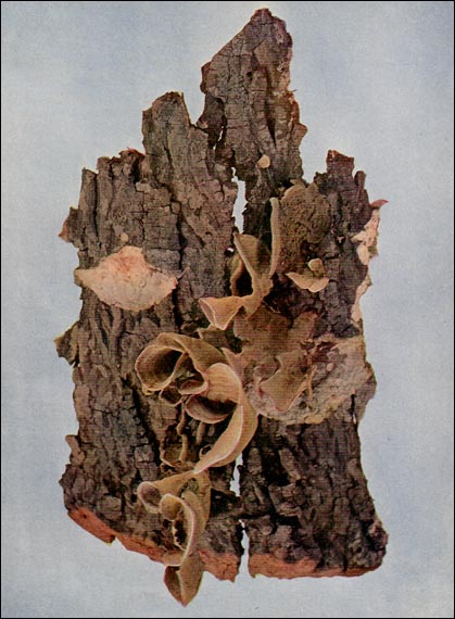 Bracket Fungi picture