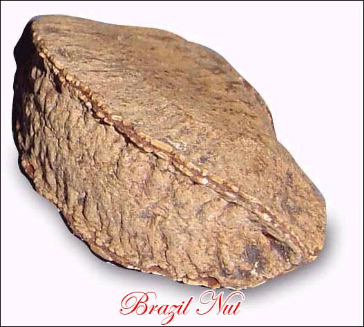 Brazil Nut picture