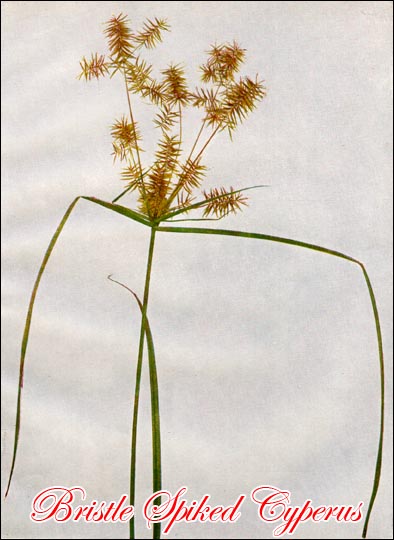 Bristle Spiked Cyperus picture