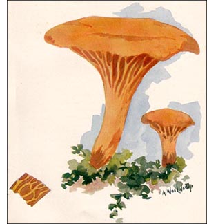 Chanterelle