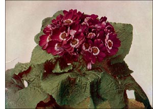 Cineraria flower