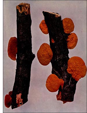 Cinnabar Fungus