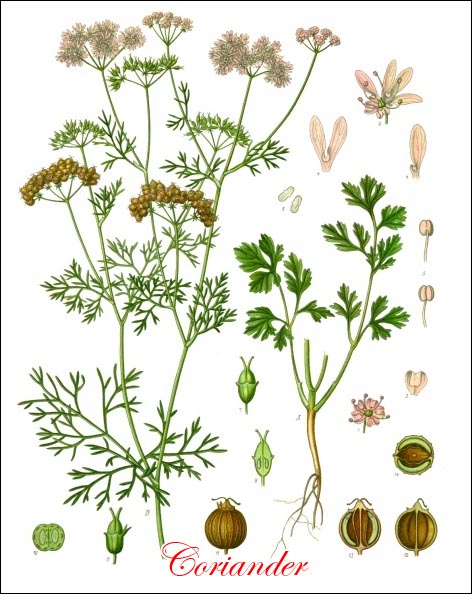 Coriander picture