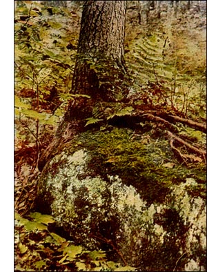 Dainty Cedar Moss