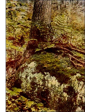 Dog Peltigera Lichen