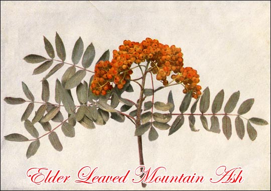 Elder Leaved Mountain Ash picture