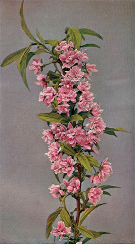 Flowering Almond picture