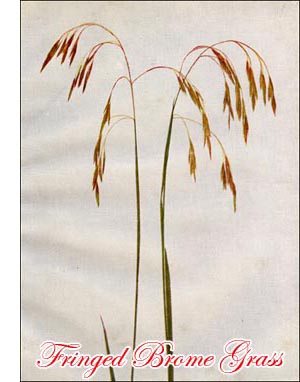 Fringed Brome Grass