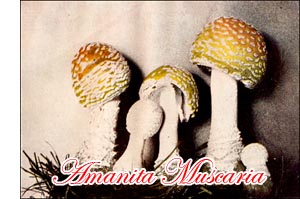 Genus Amanita