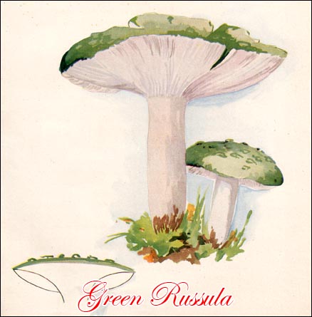 Green Russula Mushroom picture