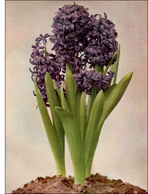 Hyacinth flower