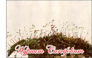 Hypnum Curvifolium Moss