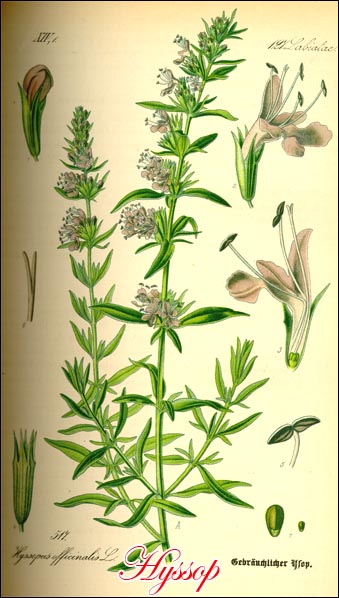 Hyssop picture