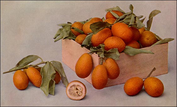 Kumquat picture