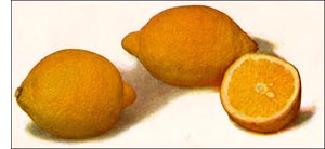 Lemon fruit