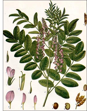 Licorice plant