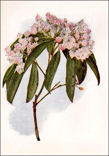 Mountain Laurel picture