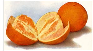 Orange fruit