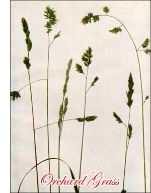 Orchard Grass seed