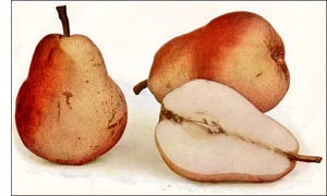 Pear fruit