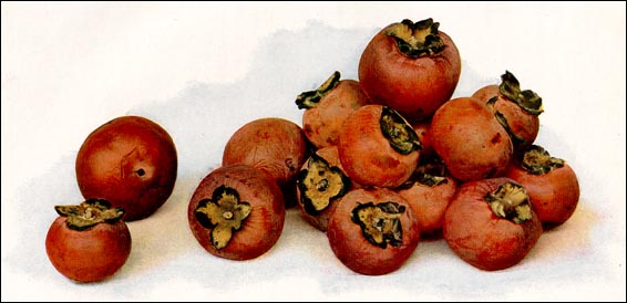 Persimmon picture