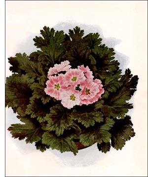 Primrose flower