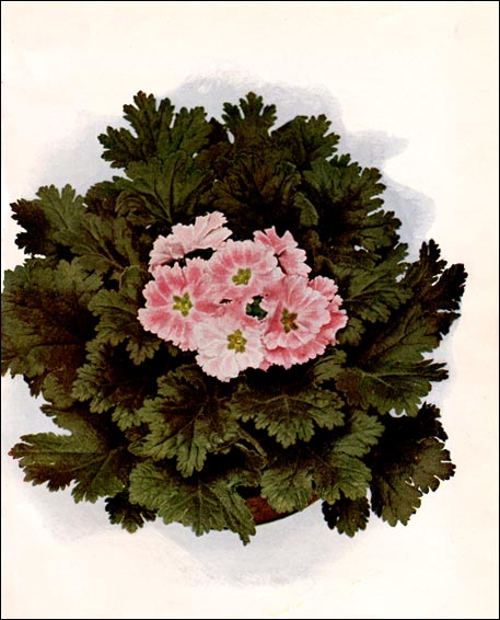 Primrose picture