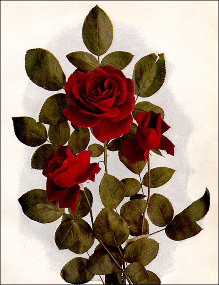 rosepicture