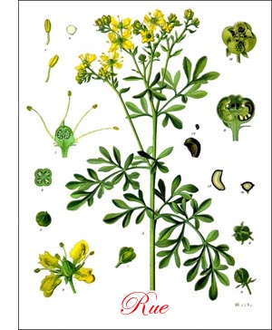 Rue herb