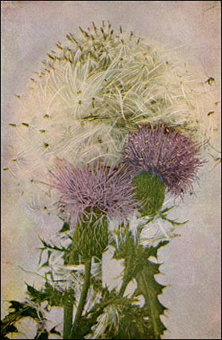 Thistle picture
