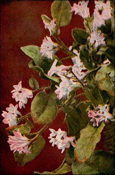 Trailing Arbutus picture