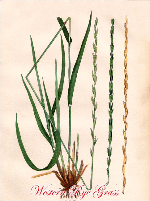 Western Rye Grass picture
