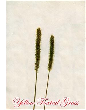 Yellow Foxtail Grass