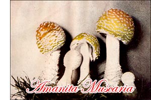 Amanita Muscaria