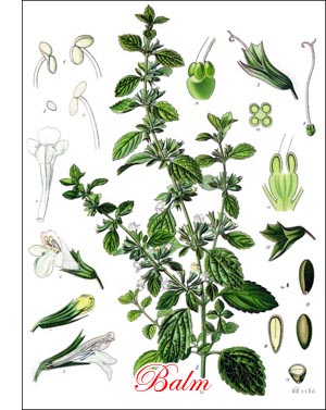 Balm herb