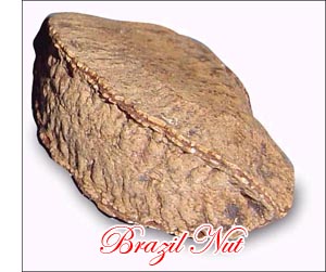 Brazil nut