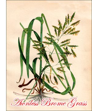 Brome Grass