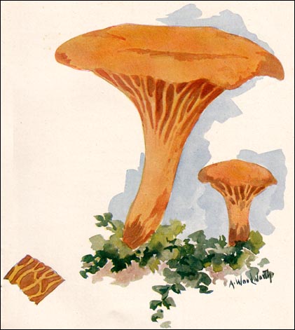 Chanterelle picture