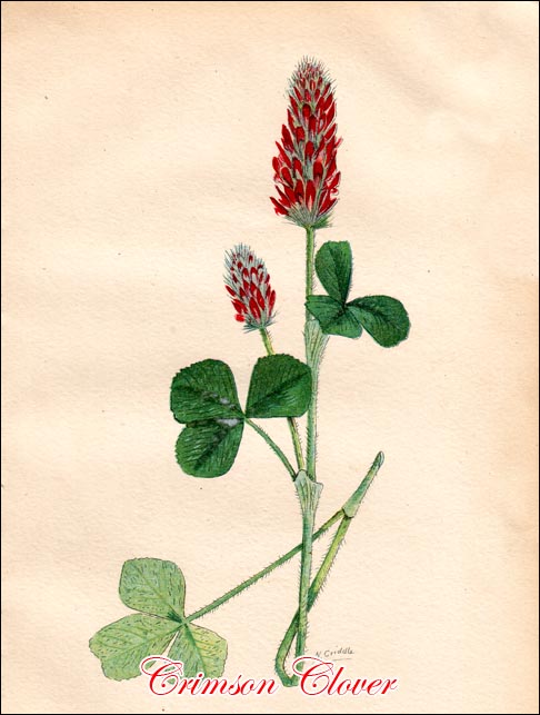 Crimson Clover picture