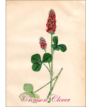 Crimson Clover seed