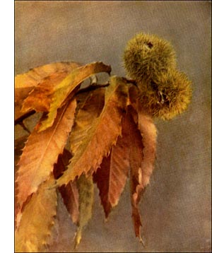 Golden Leaved Chestnut Tree