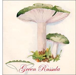 Green Russula Mushroom