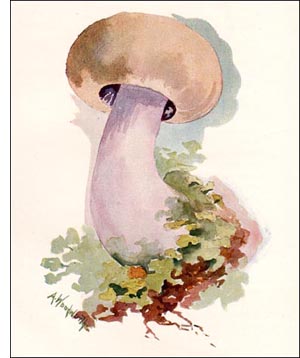 Masked Tricholoma