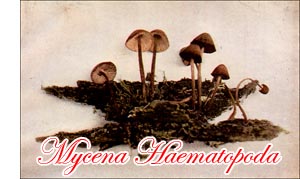 Mycena Haematopoda