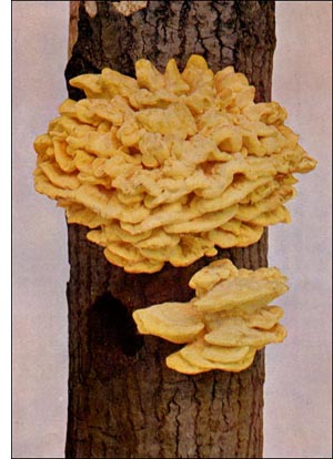 Sulphury Polyporus