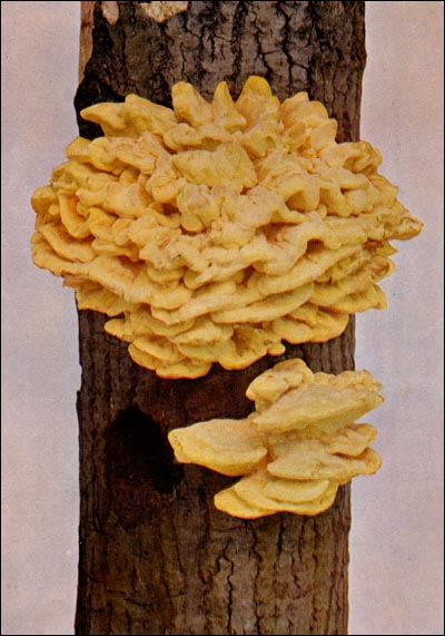 Sulphury Polyporus picture